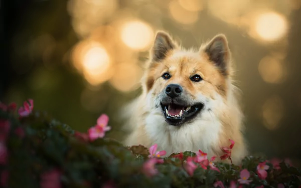bokeh dog Animal eurasier HD Desktop Wallpaper | Background Image