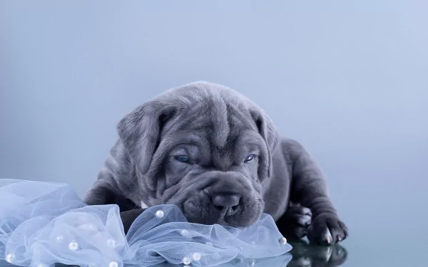 puppy baby animal dog Animal Cane Corso HD Desktop Wallpaper | Background Image