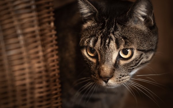 Animal Cat Cats HD Wallpaper | Background Image
