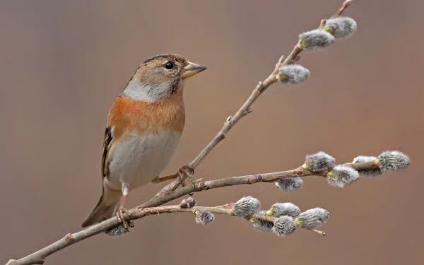 Brambling (fringilla montifringilla)