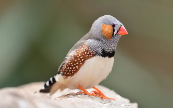 HD wallpaper of a Zebra Finch perched on a rock with a soft-focus background.