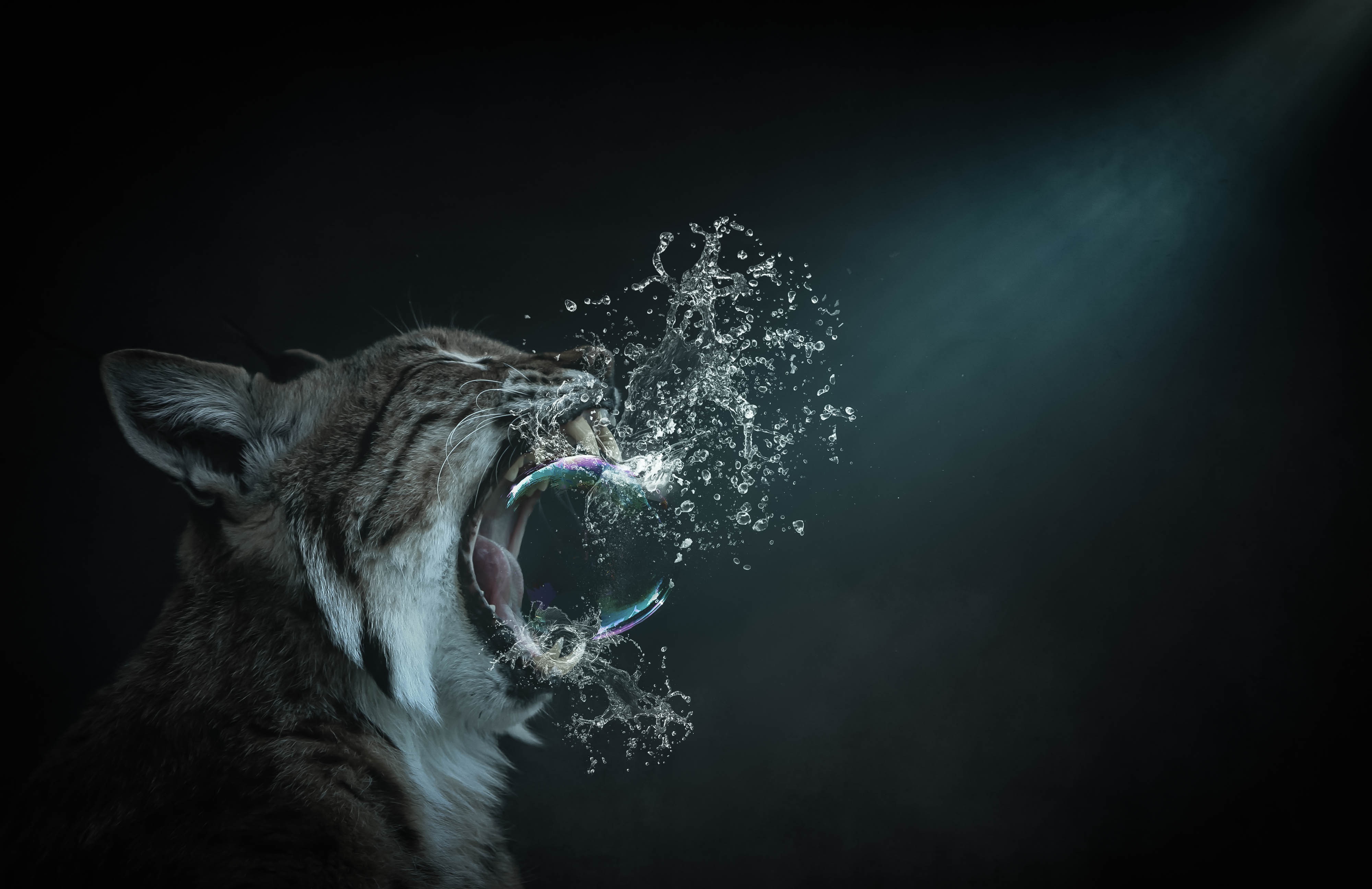 A Bubble for a Bobcat by Willgard Krause