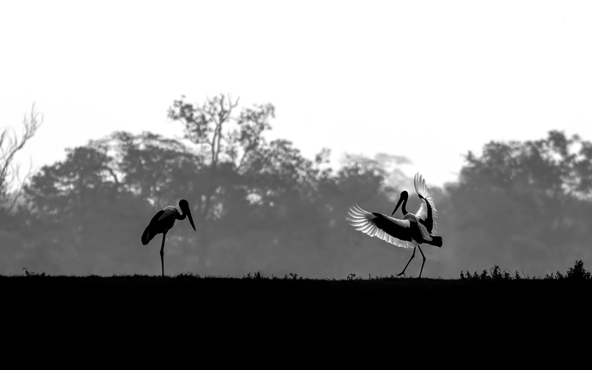 Dance of the Black-Necked Stork by Udayan Borthakur