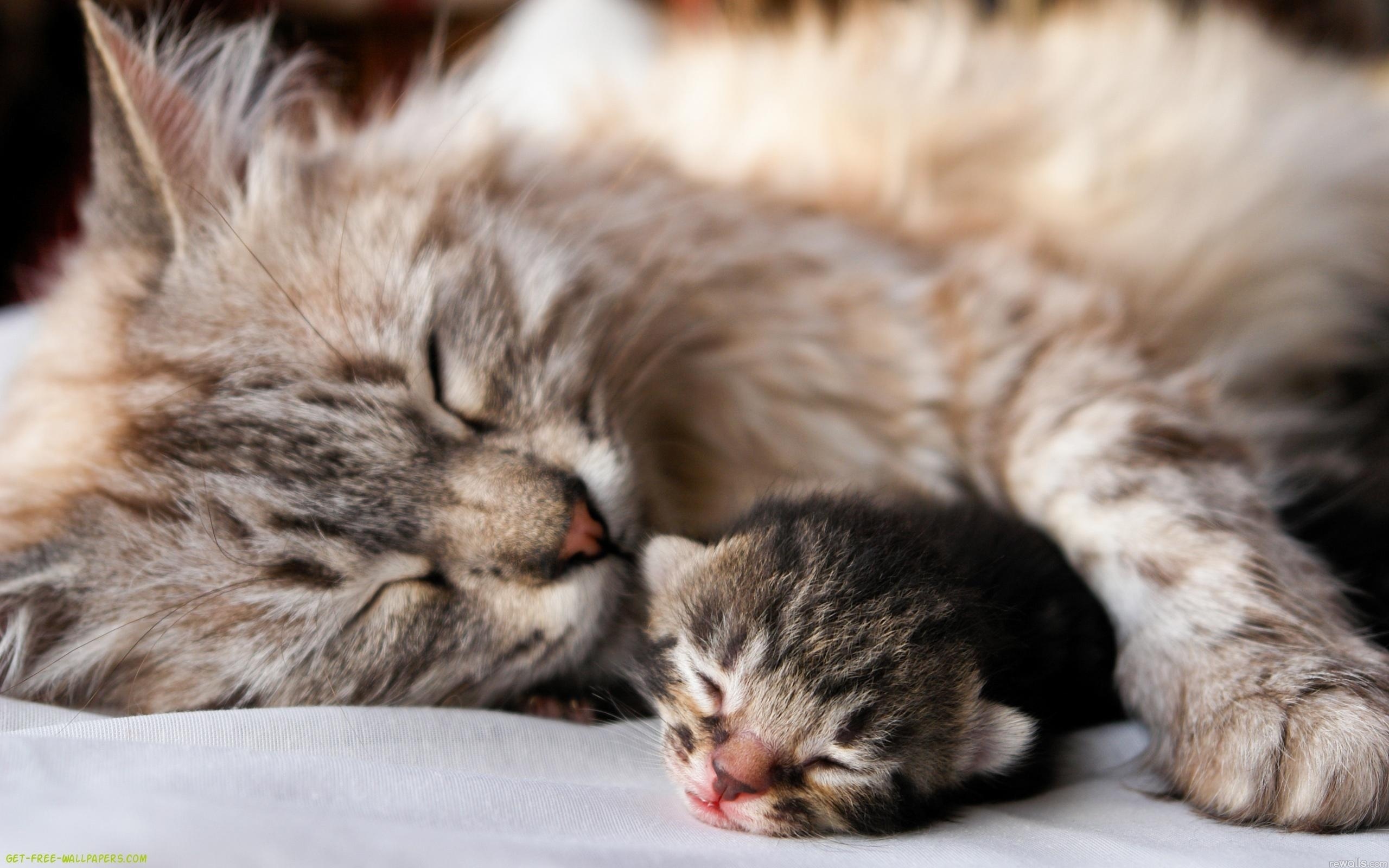Mother Cat Asleep with Her Baby Kitten
