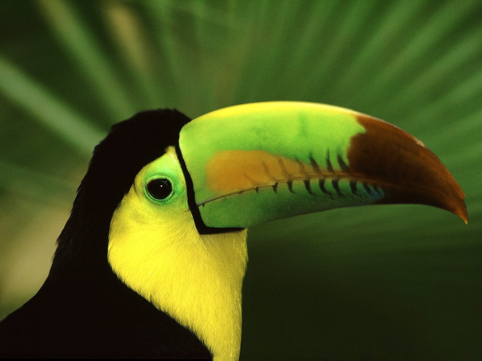 Colorful Toucan bird perched on a branch