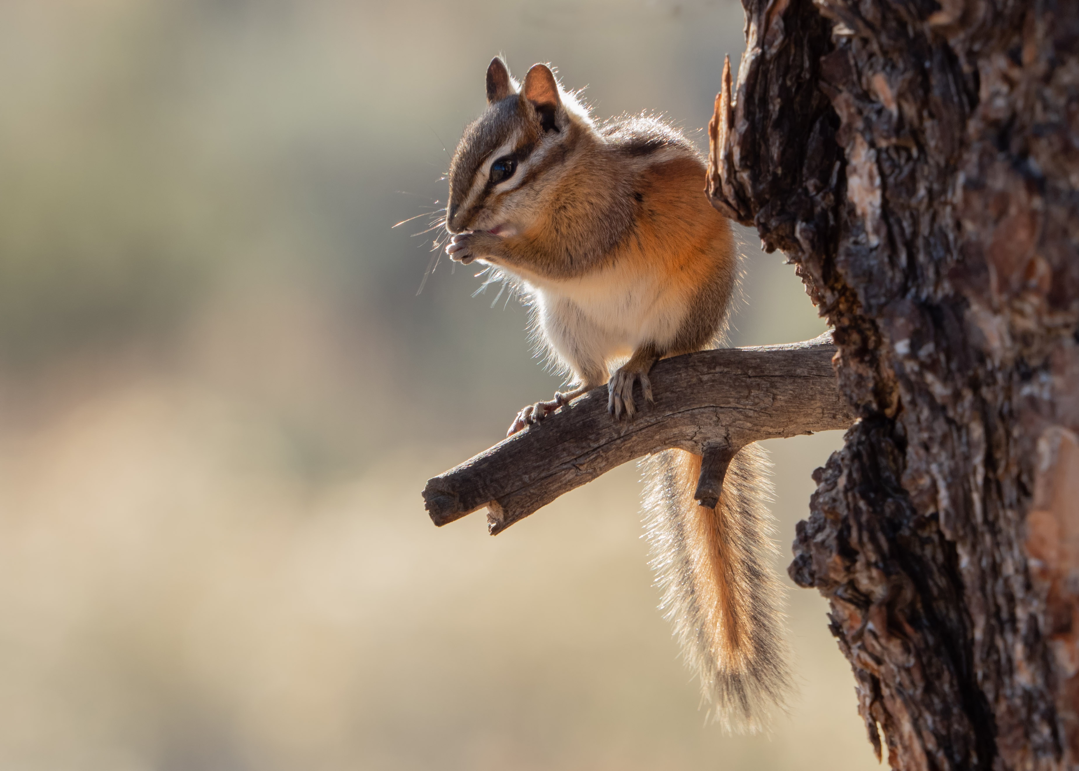 Download Rodent Animal Chipmunk HD Wallpaper