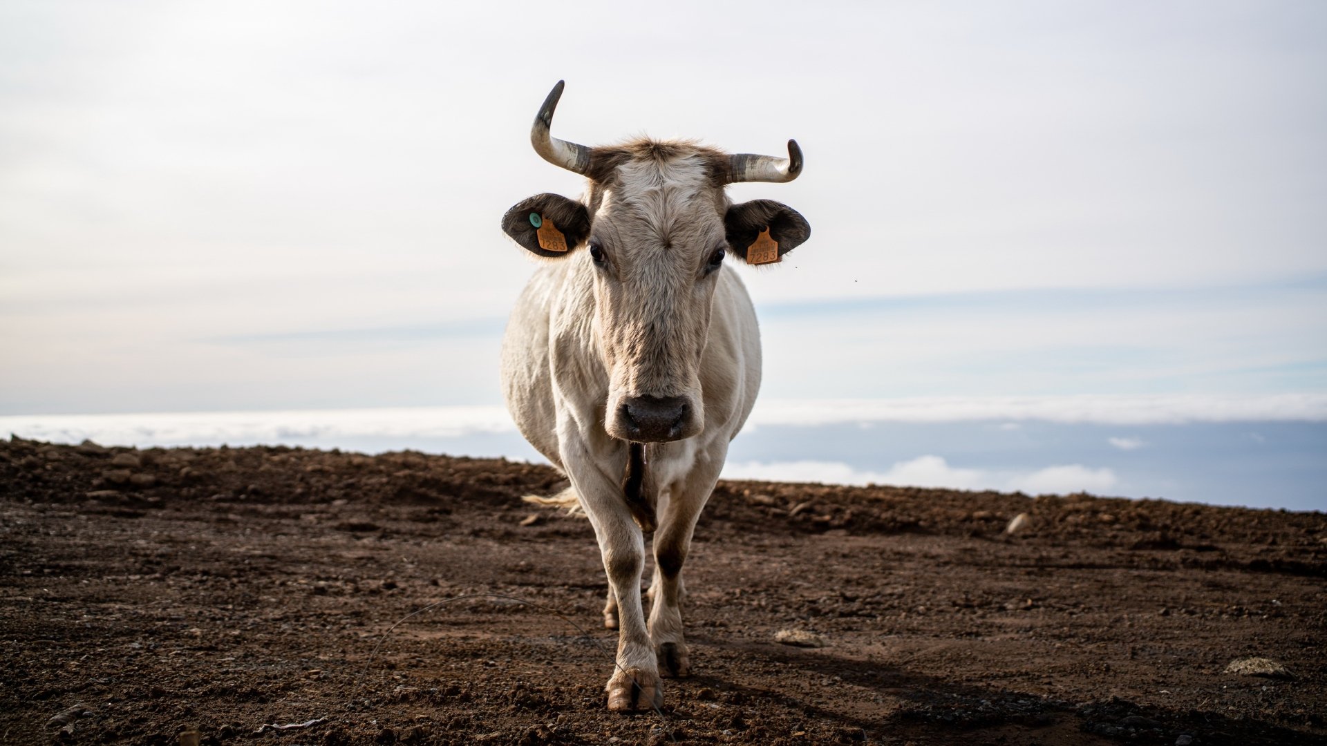 Download Animal Cow HD Wallpaper