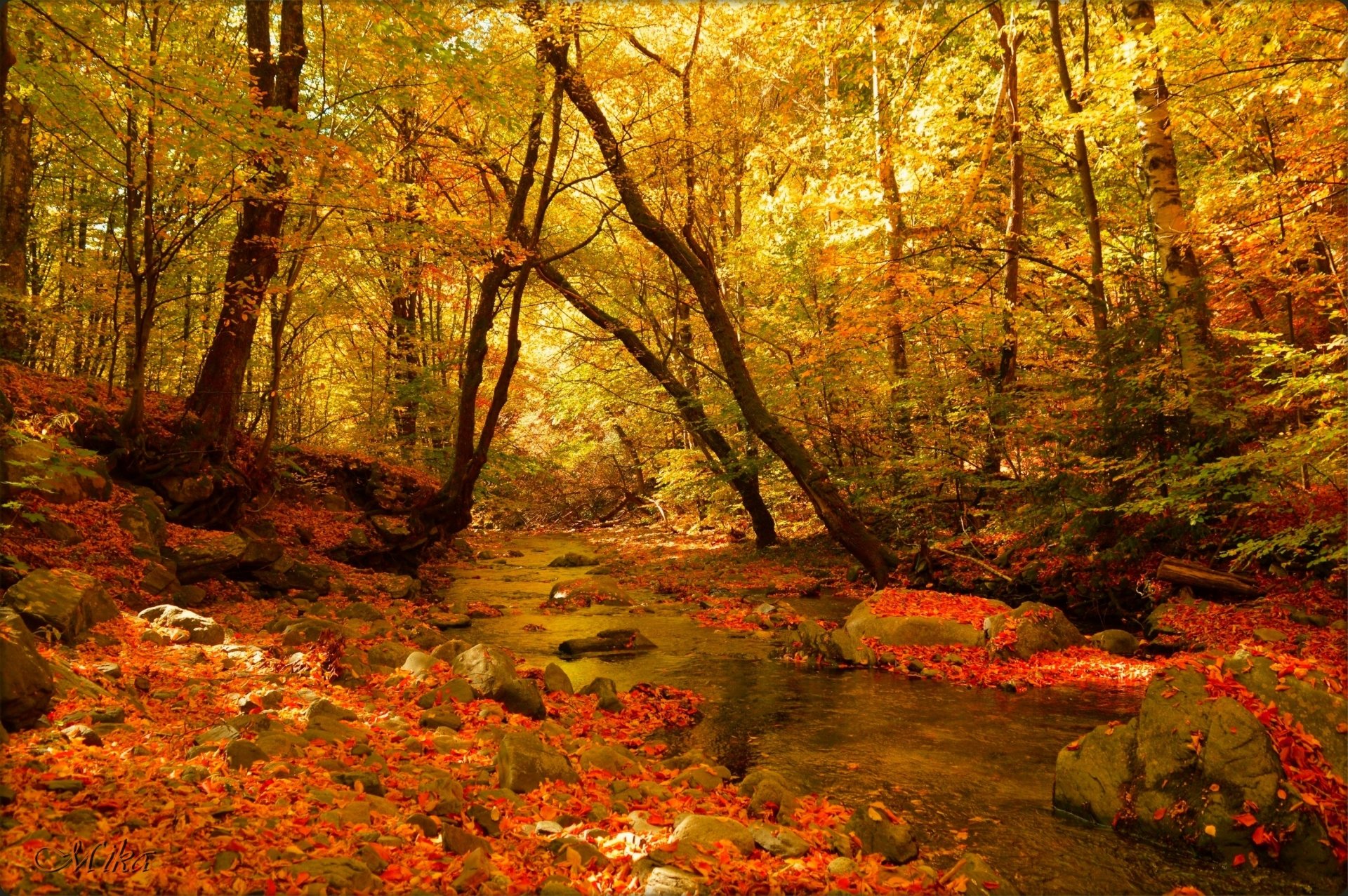 Download Nature Forest Fall Stream HD Wallpaper