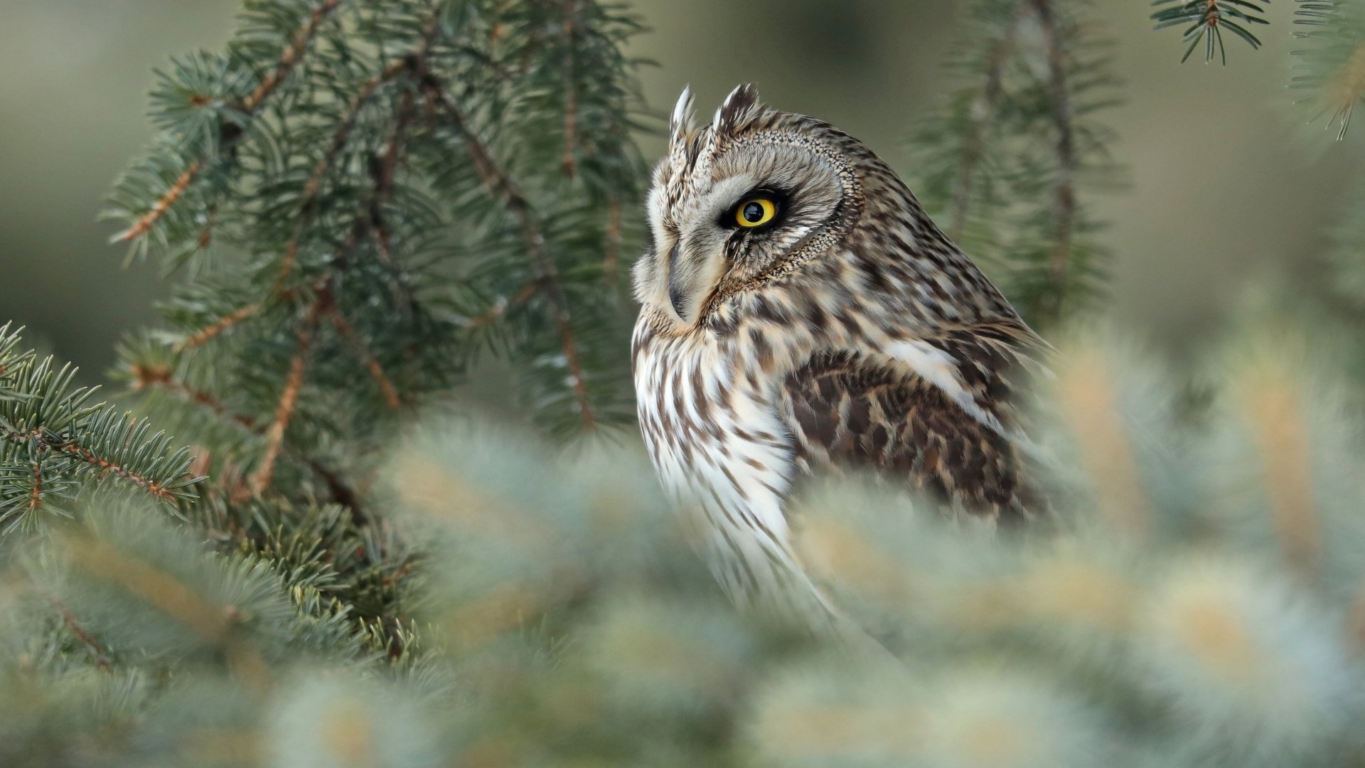 Download Bird Owl Animal Short-eared Owl HD Wallpaper