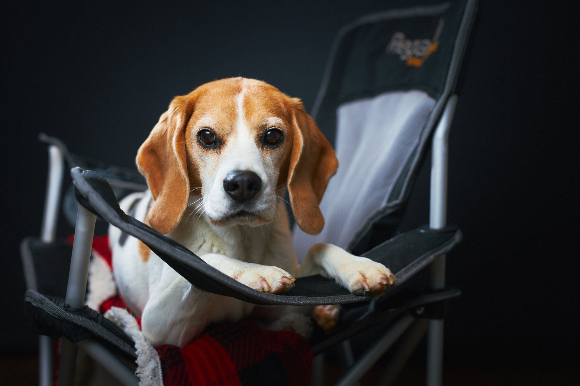 Animal Beagle HD Wallpaper