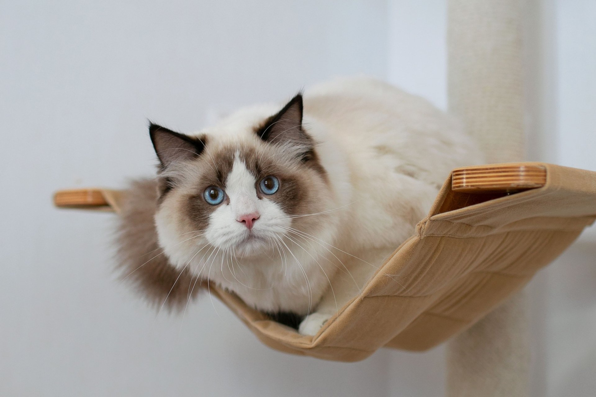 HD desktop wallpaper of a ragdoll cat with striking blue eyes resting on a wall-mounted hammock.