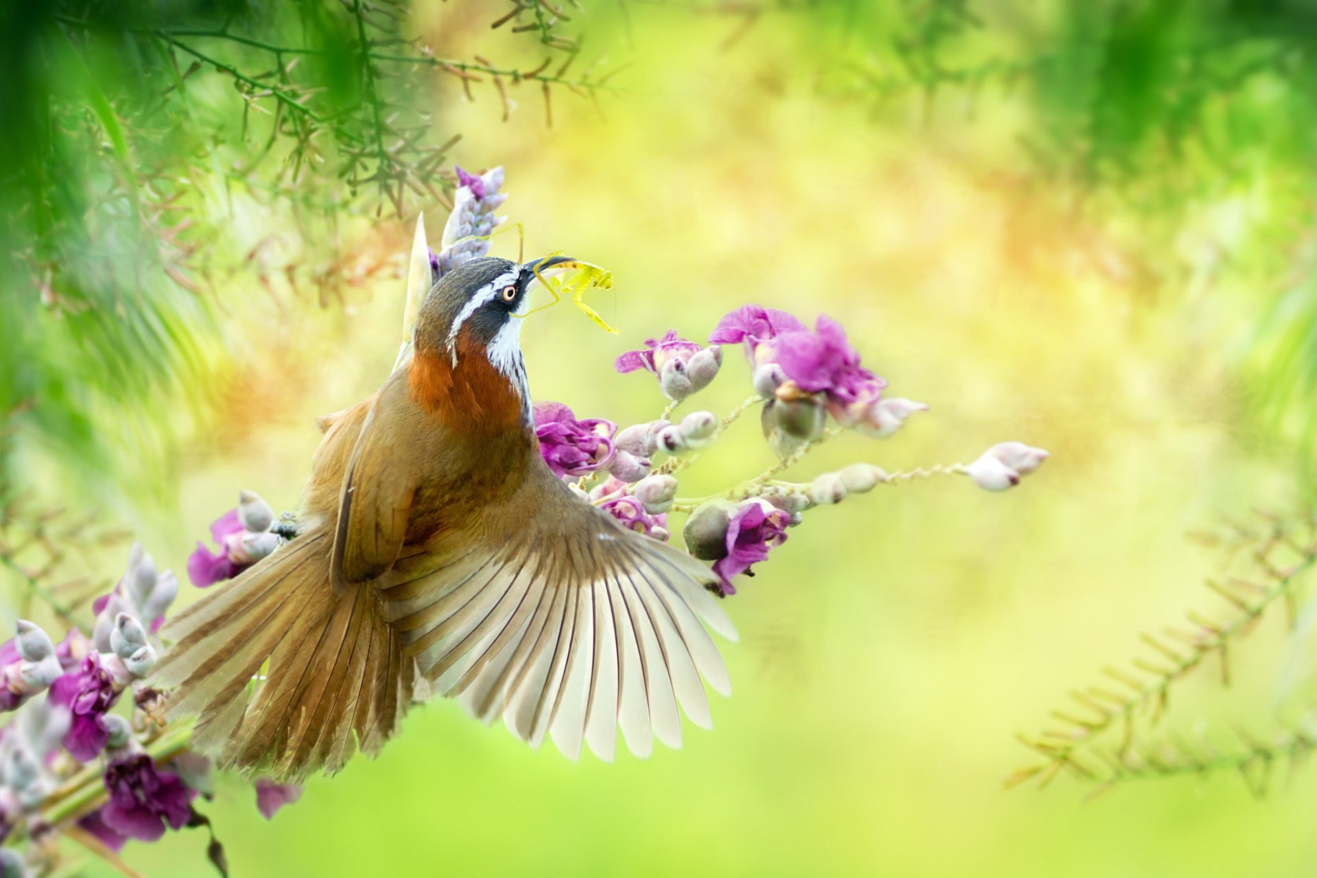 Download Slender-billed Scimitar-Babbler Animal Bird HD Wallpaper