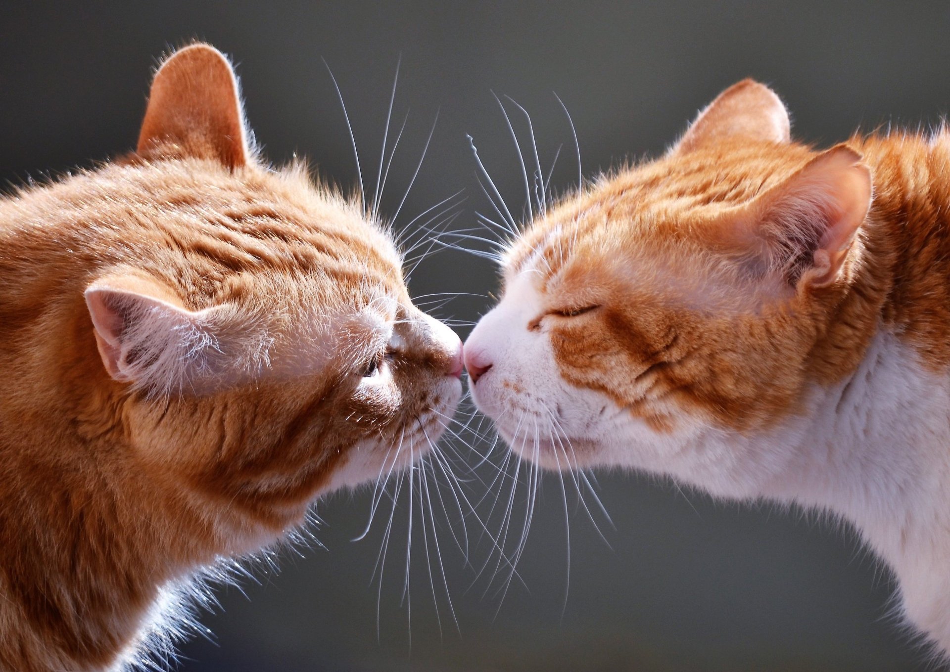 HD desktop wallpaper of two orange and white cats gently touching noses in a sweet, tender kiss against a dark blurred background.