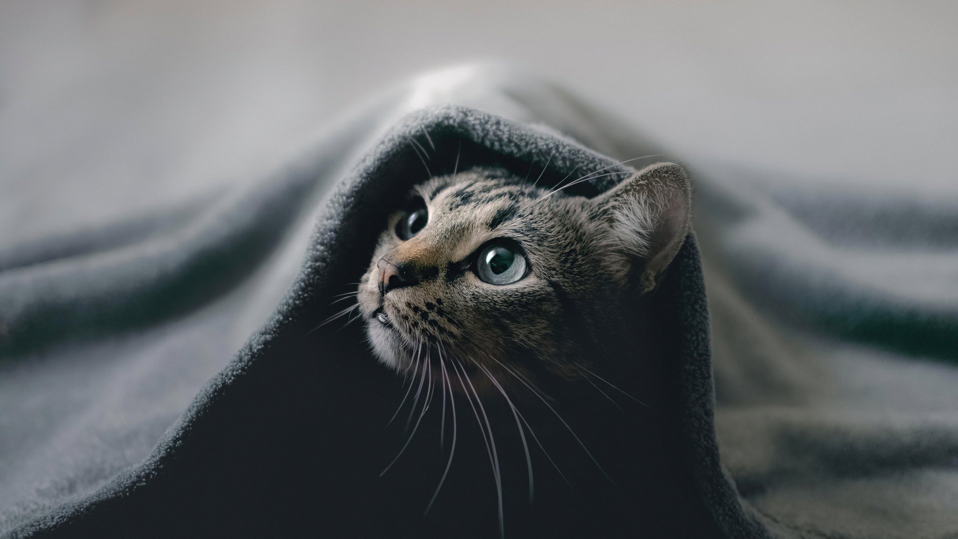 Cat hiding under a blanket