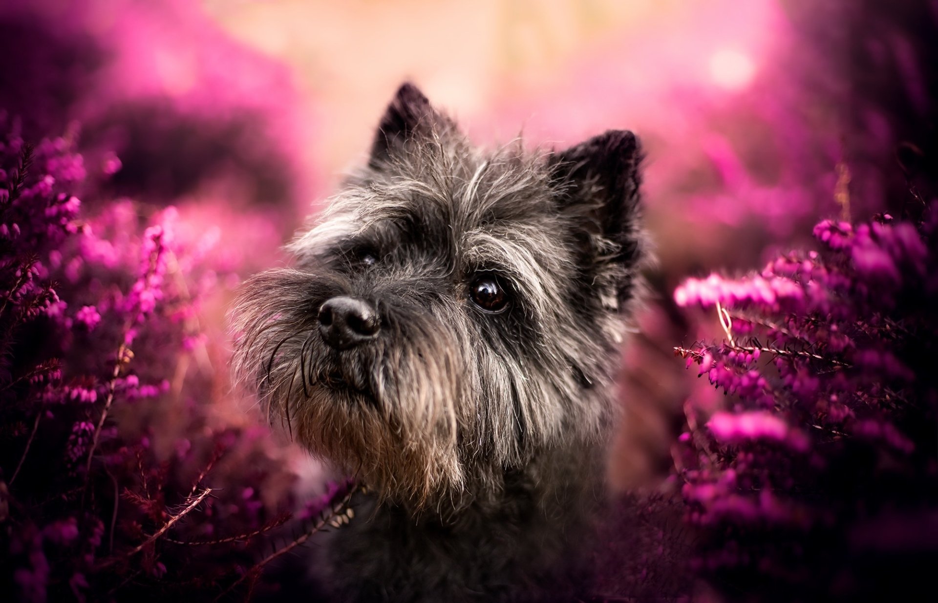 Scruffy small dog surrounded by vibrant purple flowers with soft bokeh — HD PC desktop wallpaper and background.
