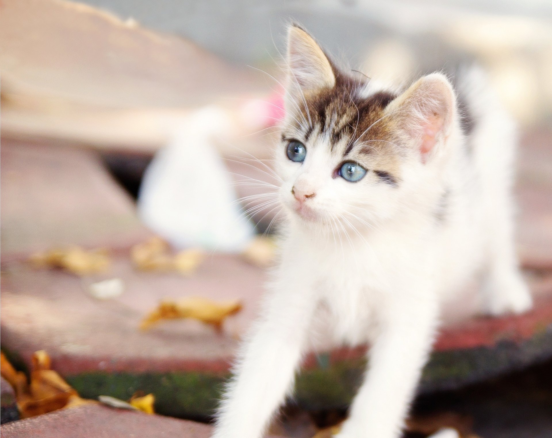 Download Baby Animal Kitten Animal Cat HD Wallpaper