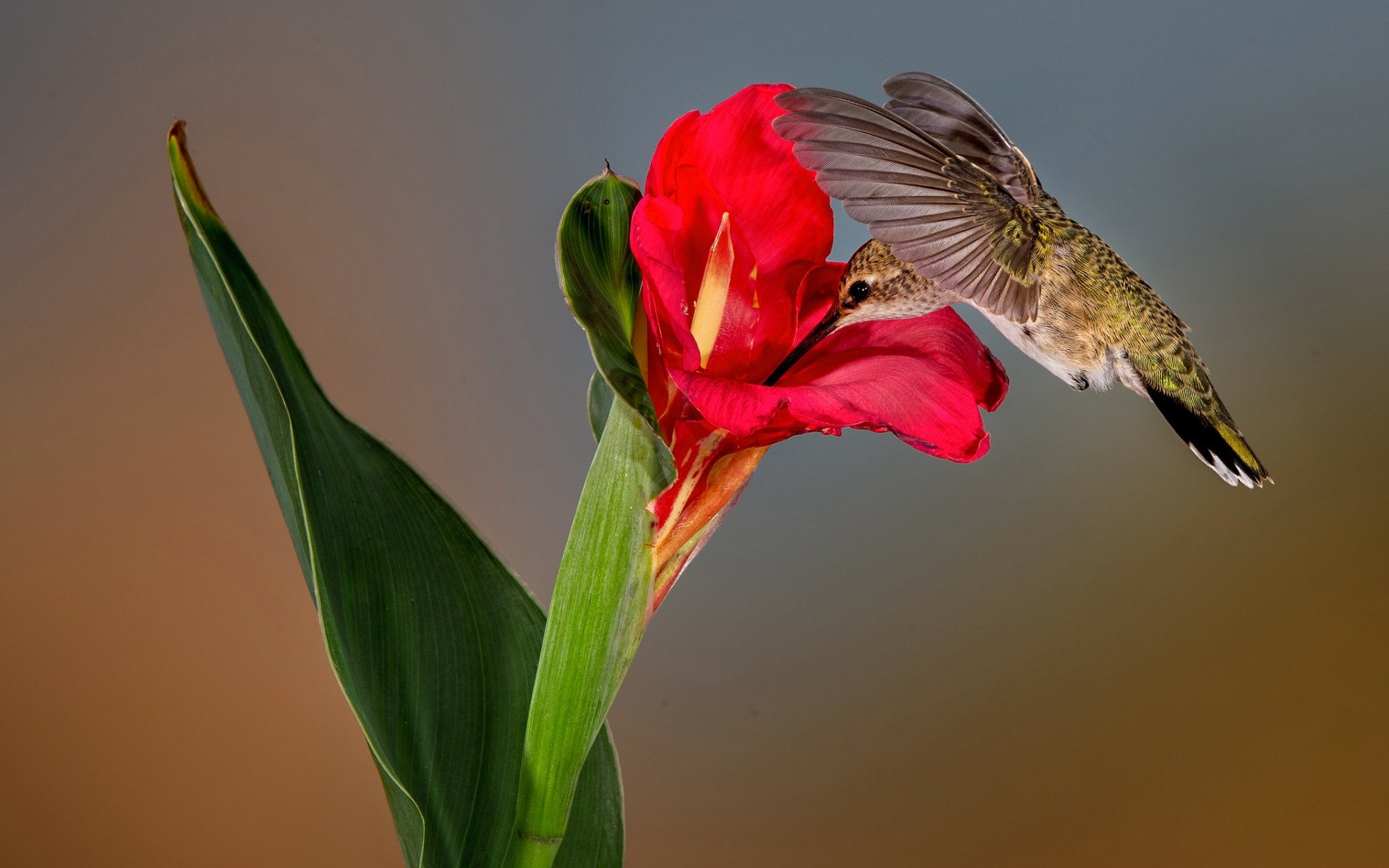 Download Flower Animal Hummingbird HD Wallpaper | 1920x1200 | Wallpaper ...