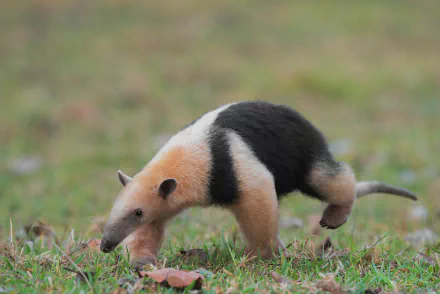 Animal anteater HD Desktop Wallpaper | Background Image