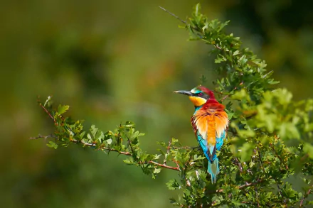  European Bee-eater (merops apiaster)