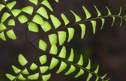  Maidenhair Fern