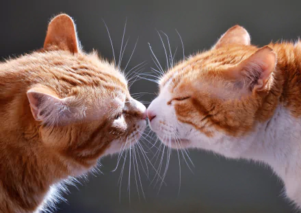 kiss Animal cat HD Desktop Wallpaper | Background Image