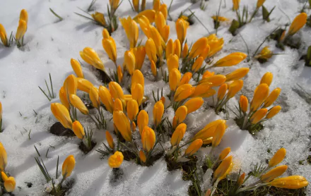 nature crocus HD Desktop Wallpaper | Background Image