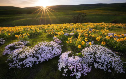 nature meadow HD Desktop Wallpaper | Background Image