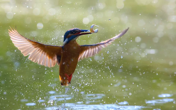  Common (Eurasian) (Small Blue) Kingfisher - alcedo atthis
