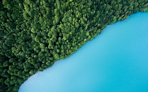 Fotografía Fotografía aérea Agua Bosque Shoreline Fondo de pantalla HD | Fondo de Escritorio