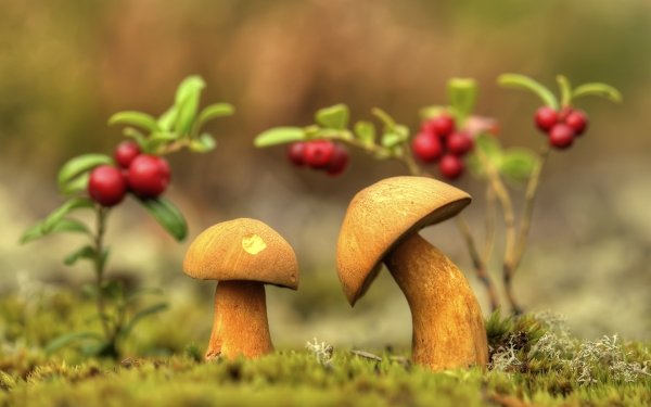 Earth Mushroom Macro Nature HD Wallpaper | Background Image