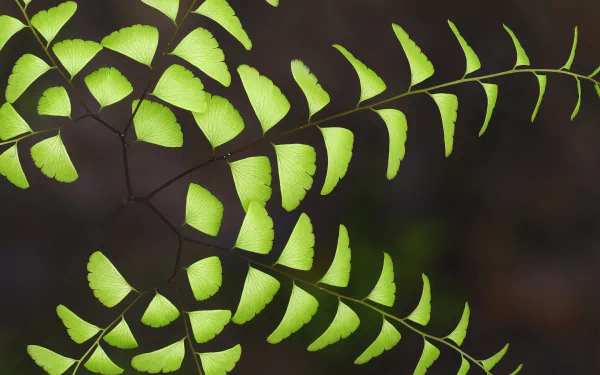  Maidenhair Fern