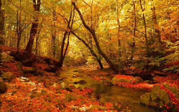 Earth Stream Fall Forest Nature HD Wallpaper | Background Image
