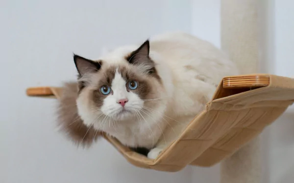 HD desktop wallpaper of a ragdoll cat with striking blue eyes resting on a wall-mounted hammock.