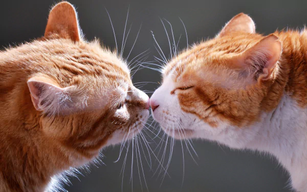 kiss Animal cat HD Desktop Wallpaper | Background Image