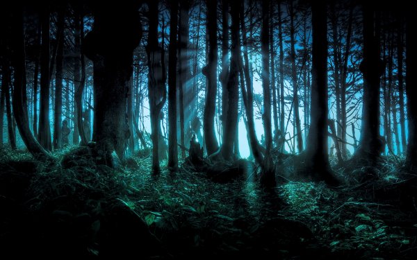 Sombre Forest Bois Arbre Nuit Terrifiant Spooky Fond d'écran HD | Image