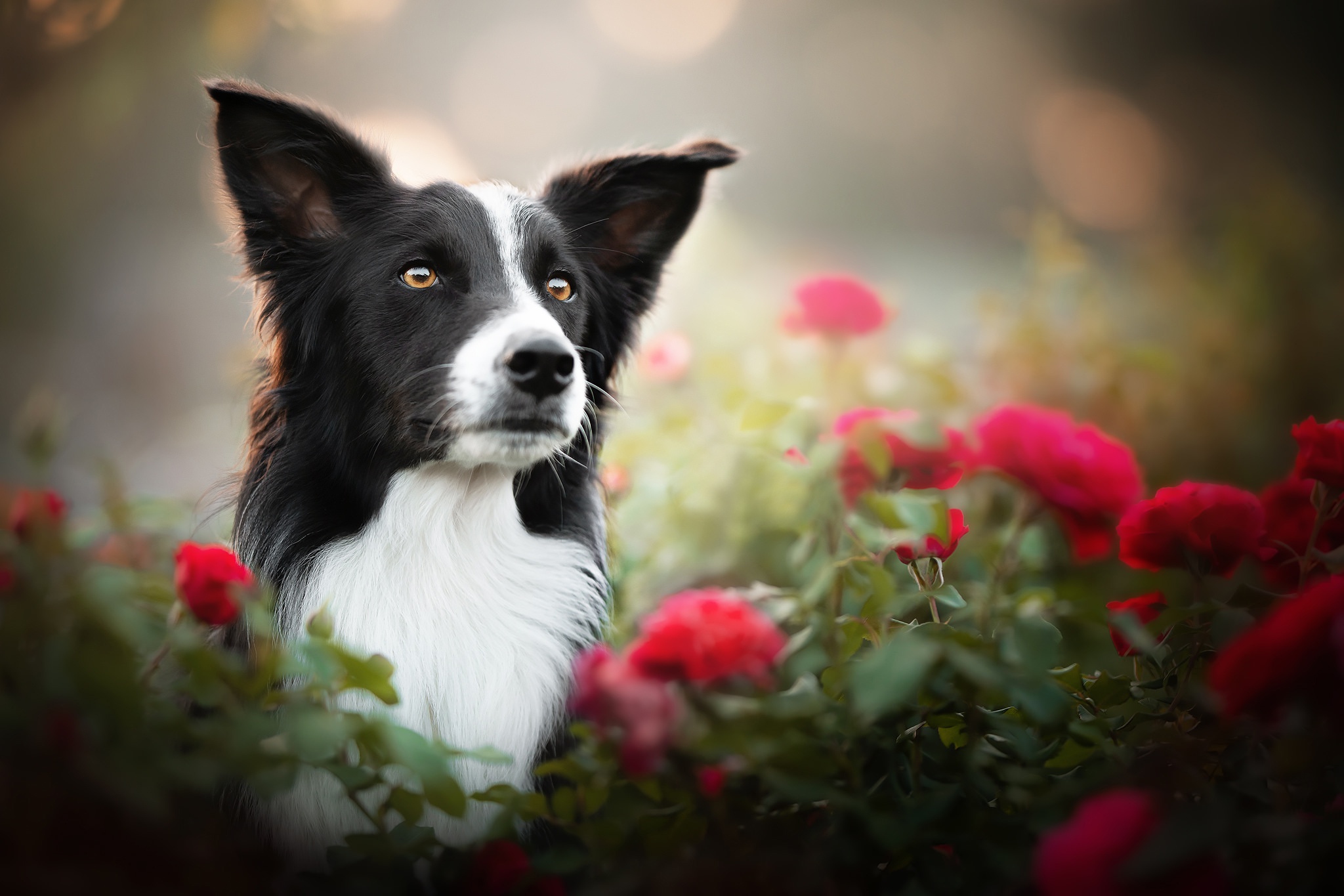 Download Dog Animal Border Collie HD Wallpaper