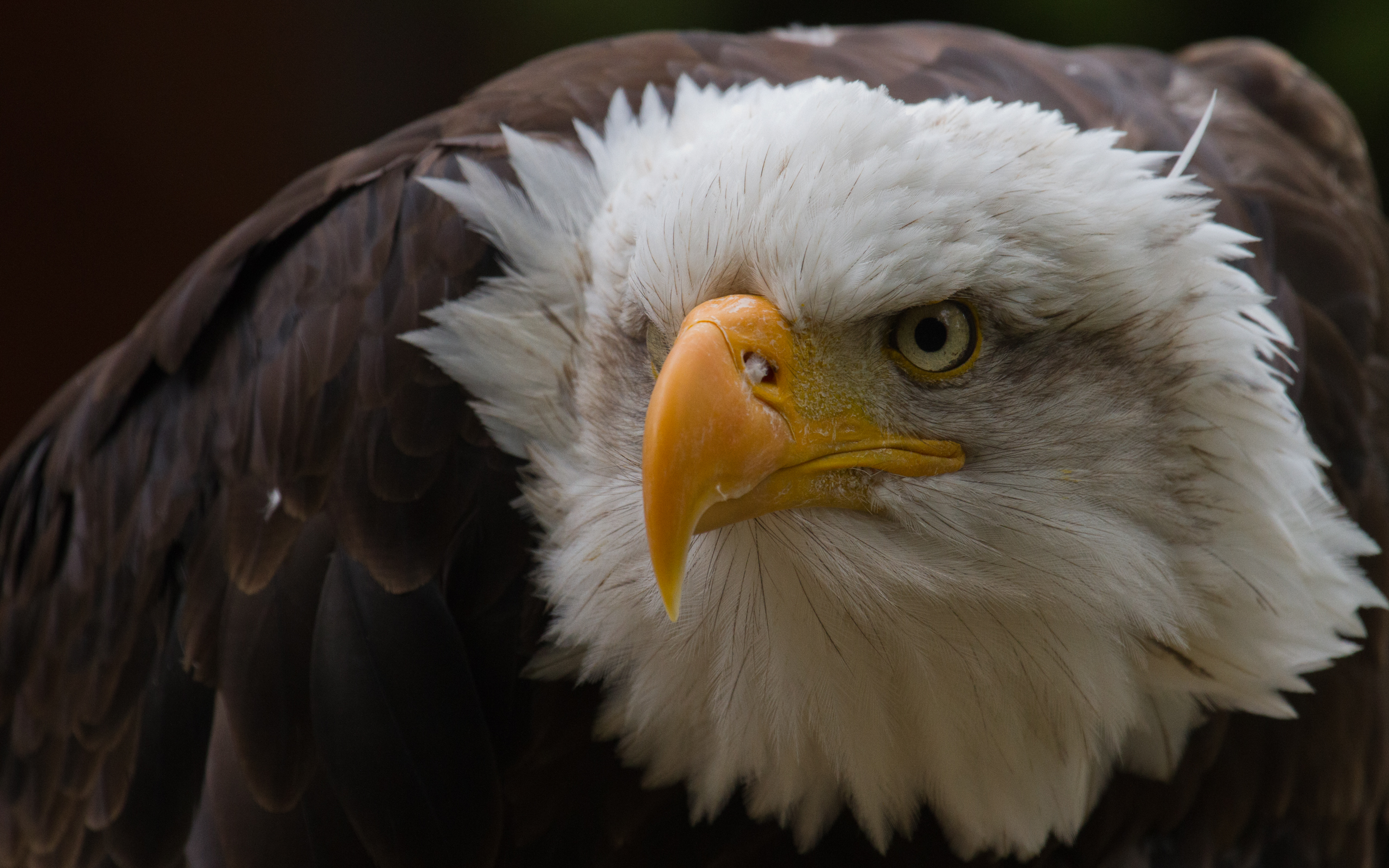 Vivid close-up of a majestic bald eagle.
