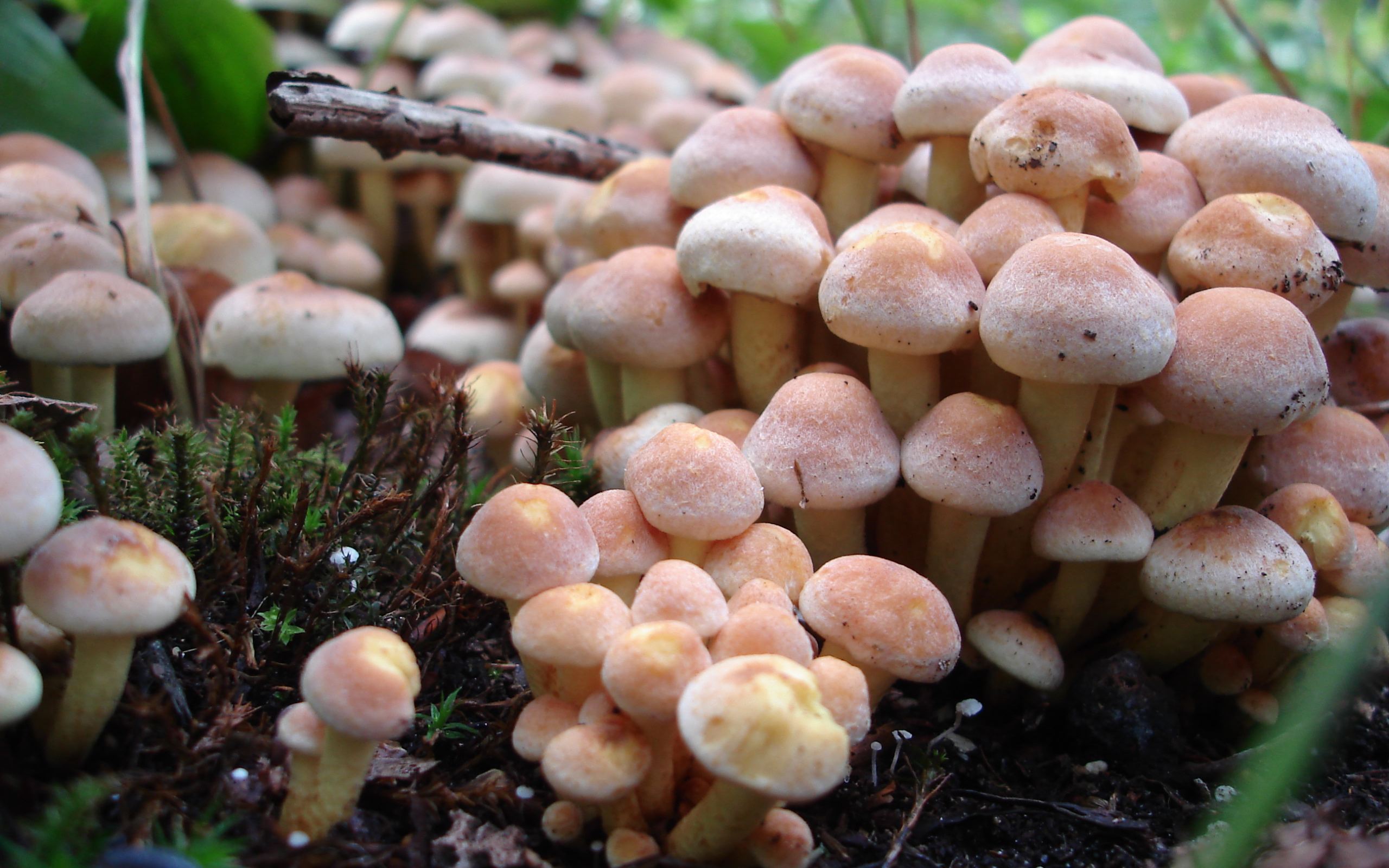 Mushrooms growing in a natural setting, ideal desktop wallpaper.