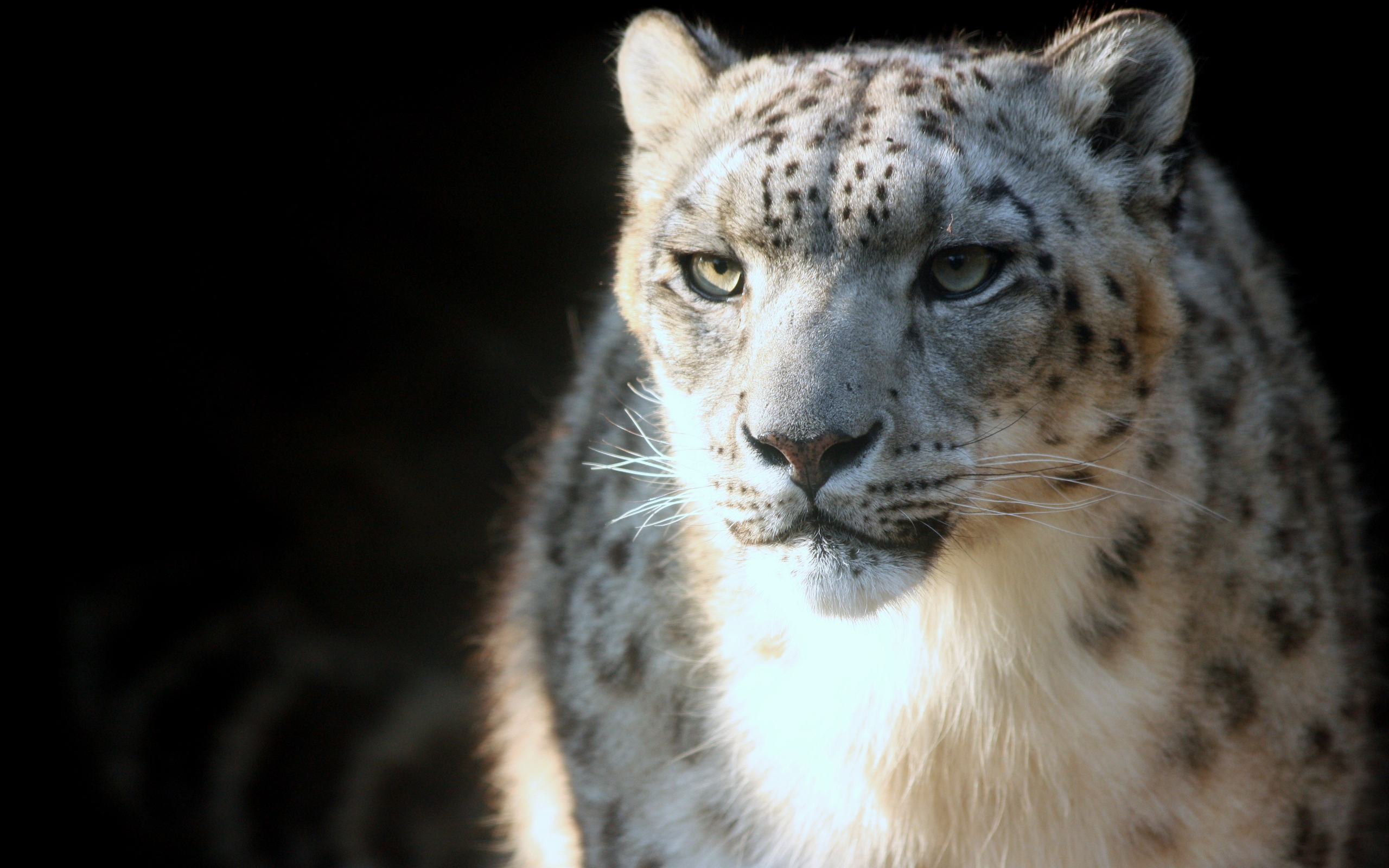 Animal Snow Leopard HD Wallpaper | Background Image
