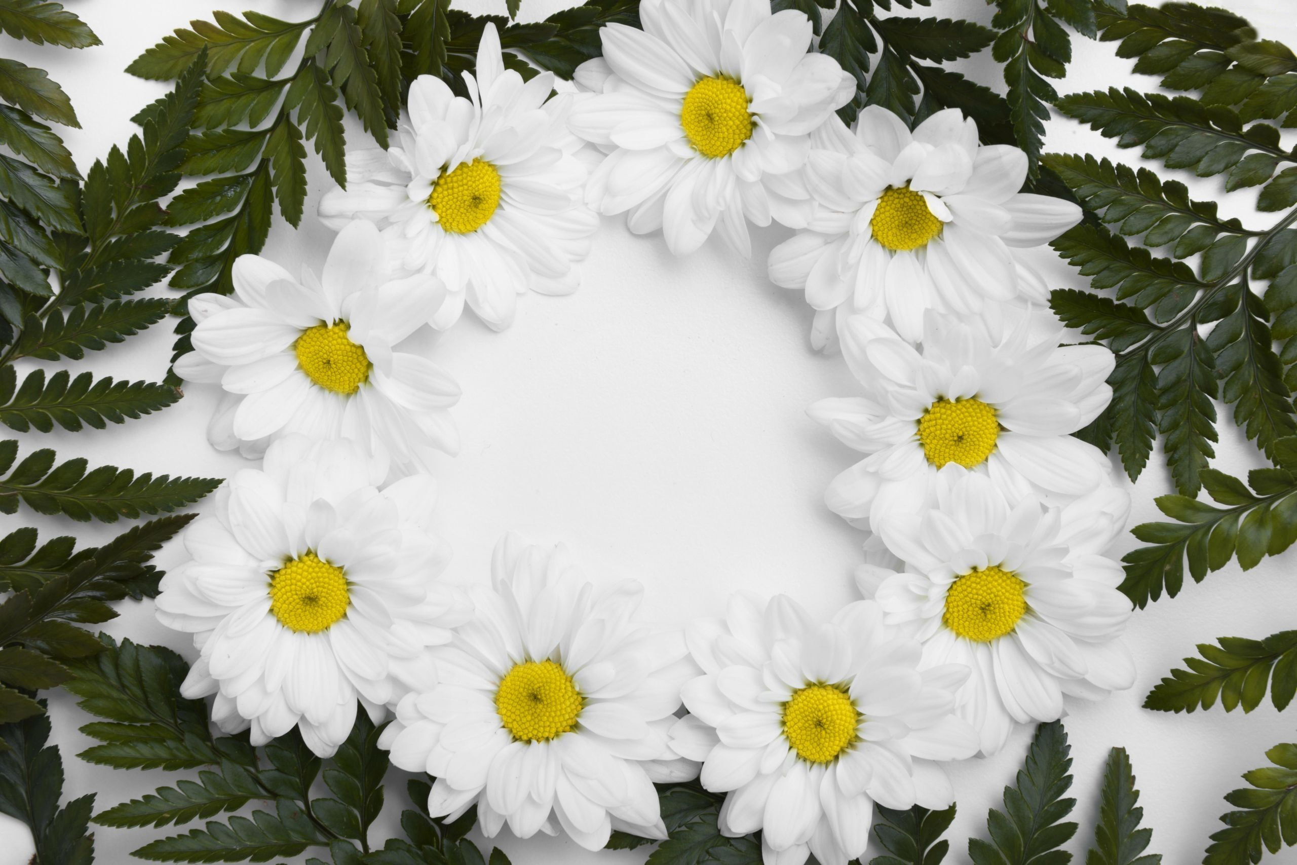 Nature Chrysanthemum HD Wallpaper | Background Image