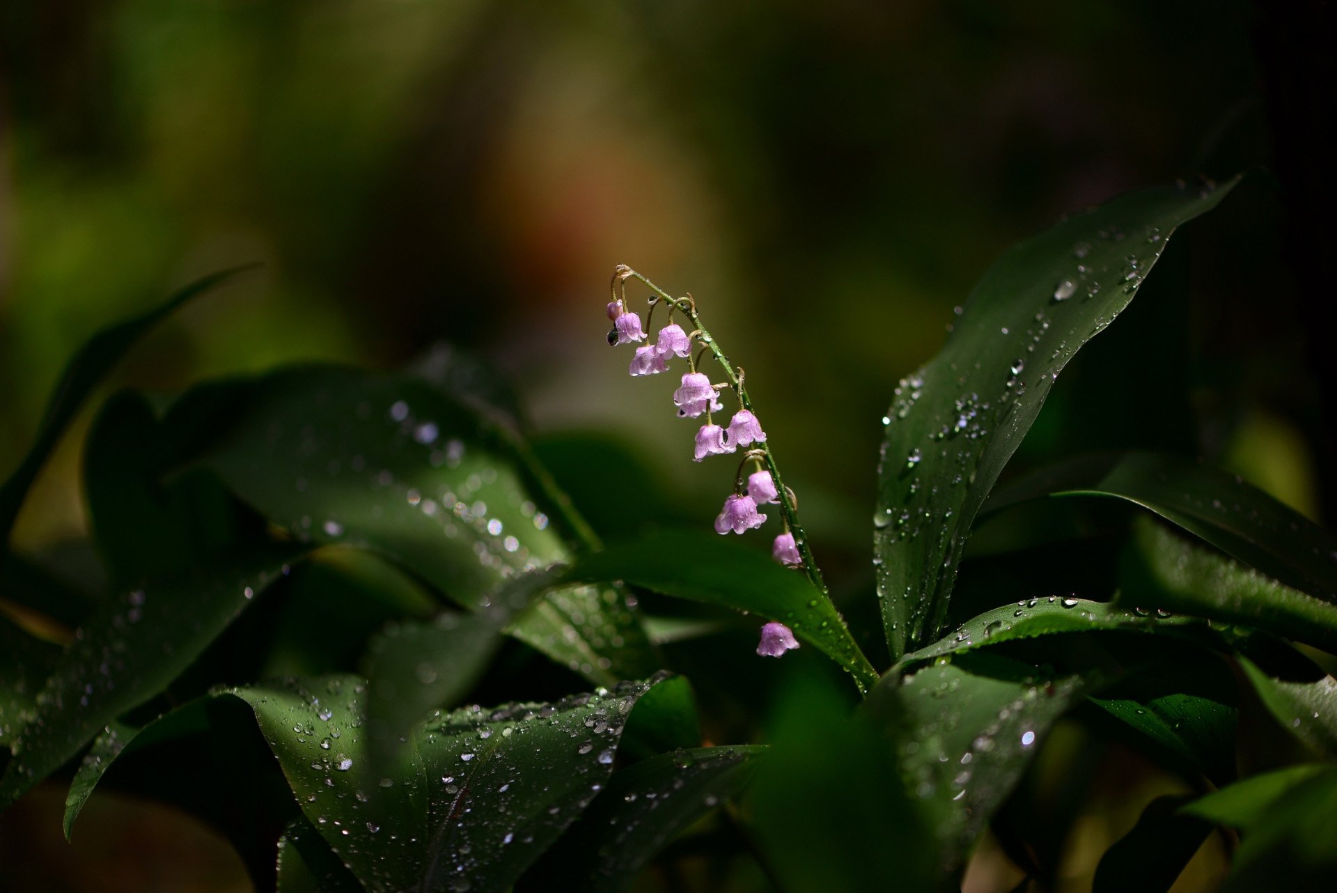 HD PC desktop wallpaper featuring a close-up of delicate lily of the valley flowers with dewdrops, set against a dark, blurred natural background.