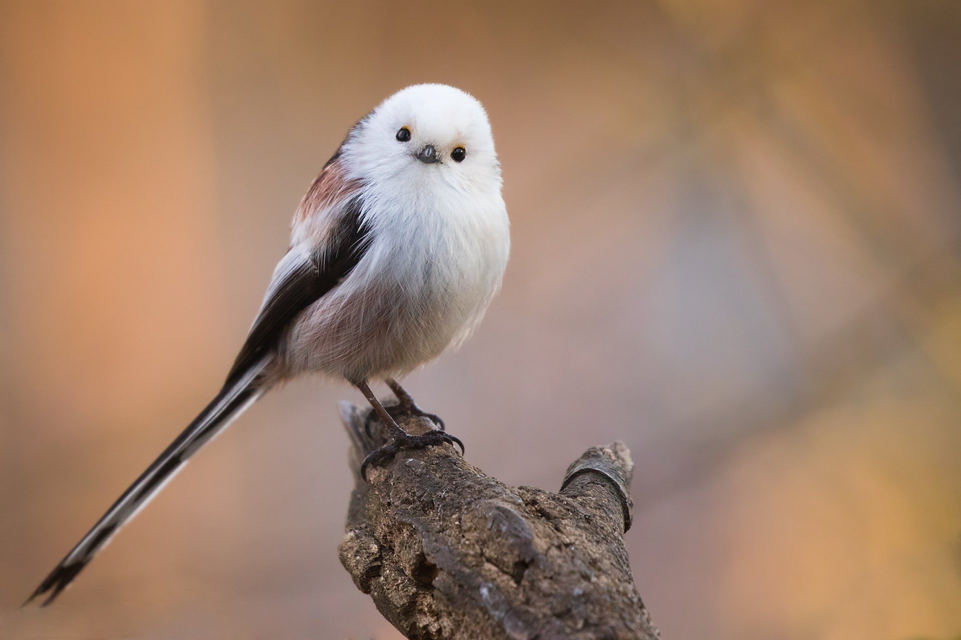 HD desktop wallpaper featuring a close-up of a titmouse bird perched on a branch with a soft, blurred background.