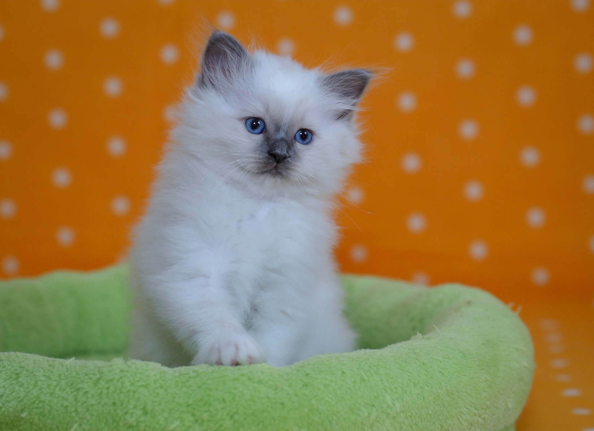 HD desktop wallpaper featuring a fluffy Ragdoll kitten with blue eyes sitting in a soft green bed against a bright orange background.