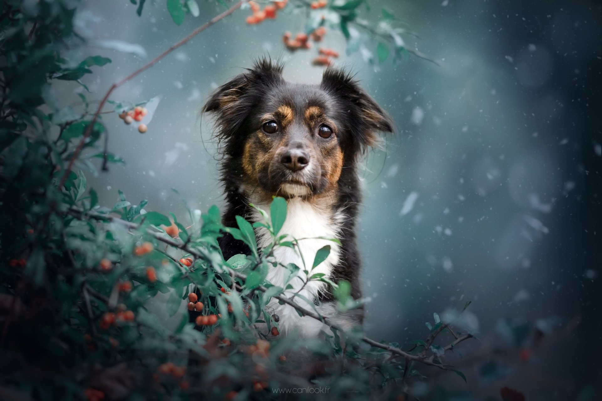 Download Stare Animal Dog HD Wallpaper | 2048x1365 | Wallpaper Abyss