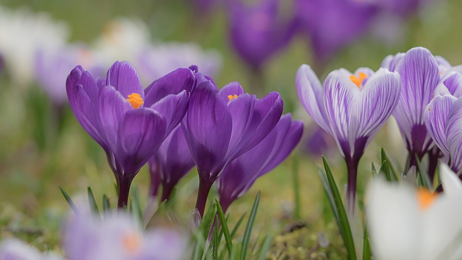 Download Purple Flower Nature Crocus HD Wallpaper