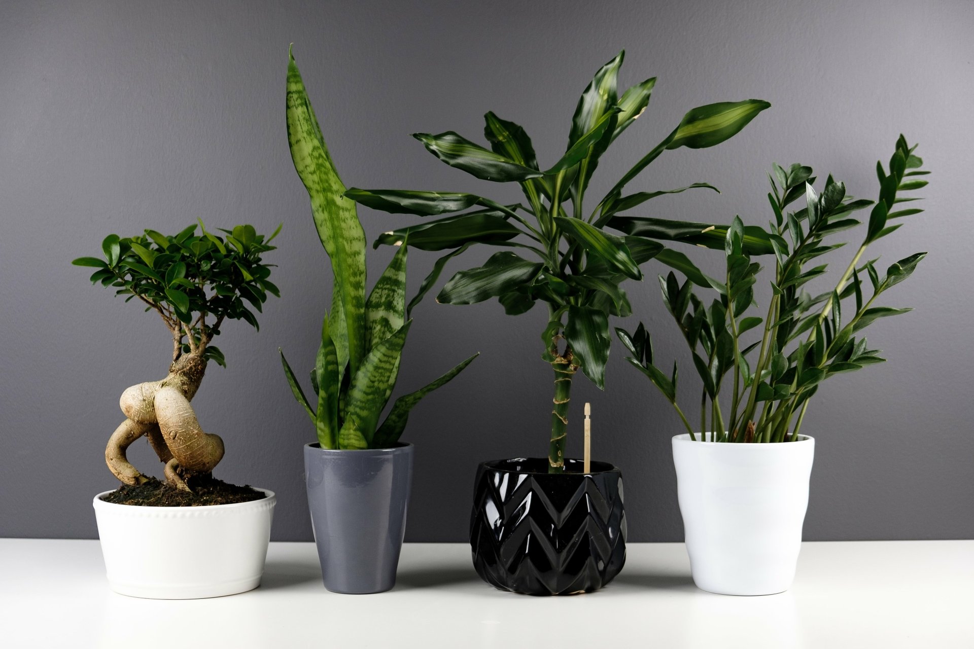 A 4K Ultra HD desktop wallpaper featuring a photography composition of four diverse potted plants against a gray background.
