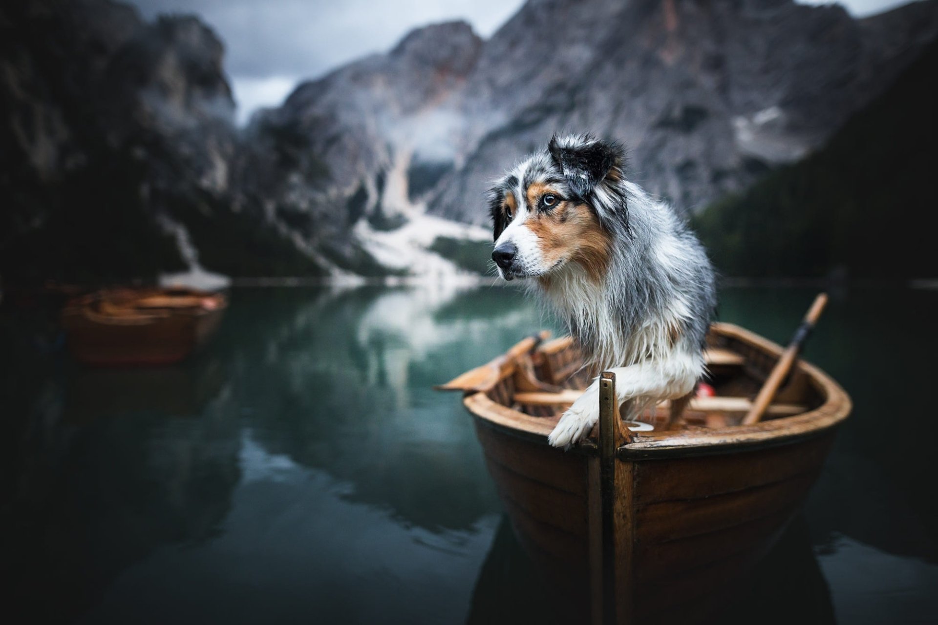 HD desktop wallpaper featuring an Australian Shepherd dog standing on the edge of a wooden boat in a serene mountain lake setting.