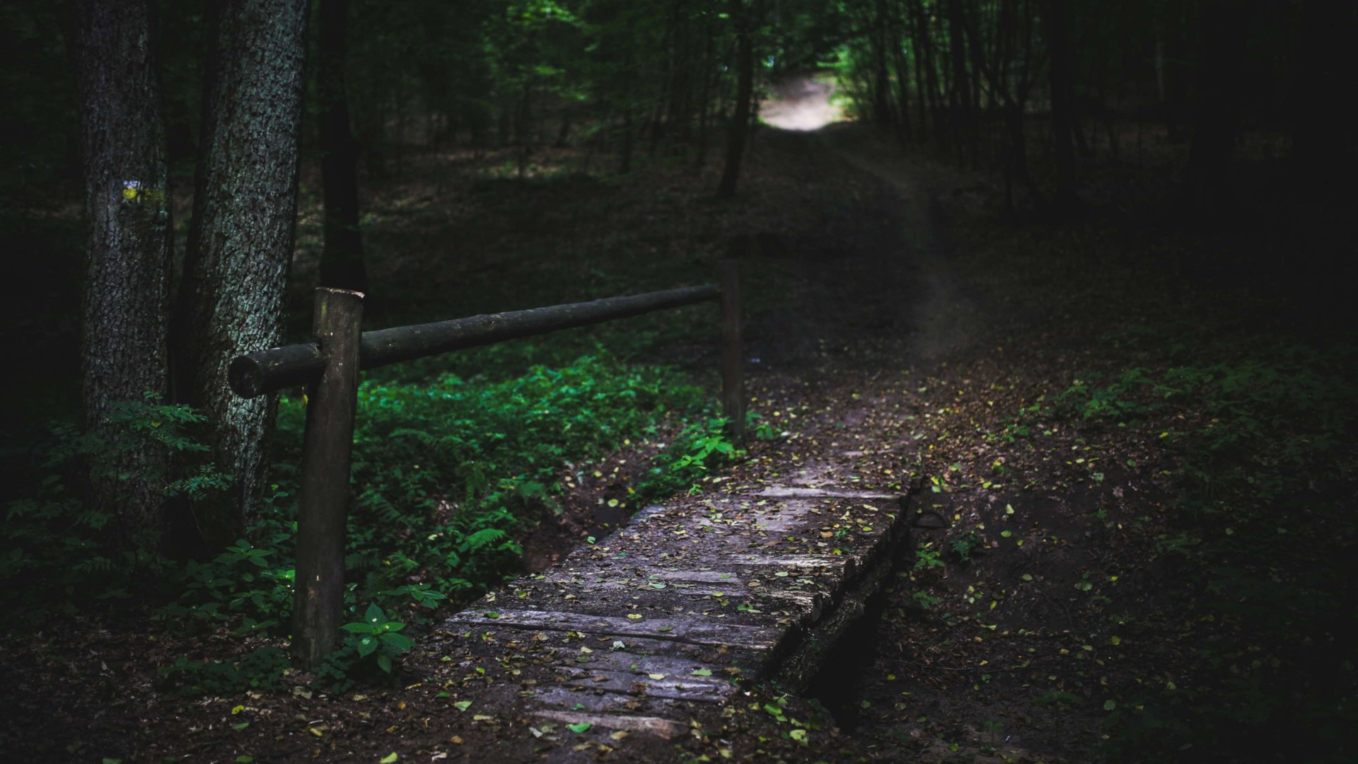 Download Nature Path HD Wallpaper