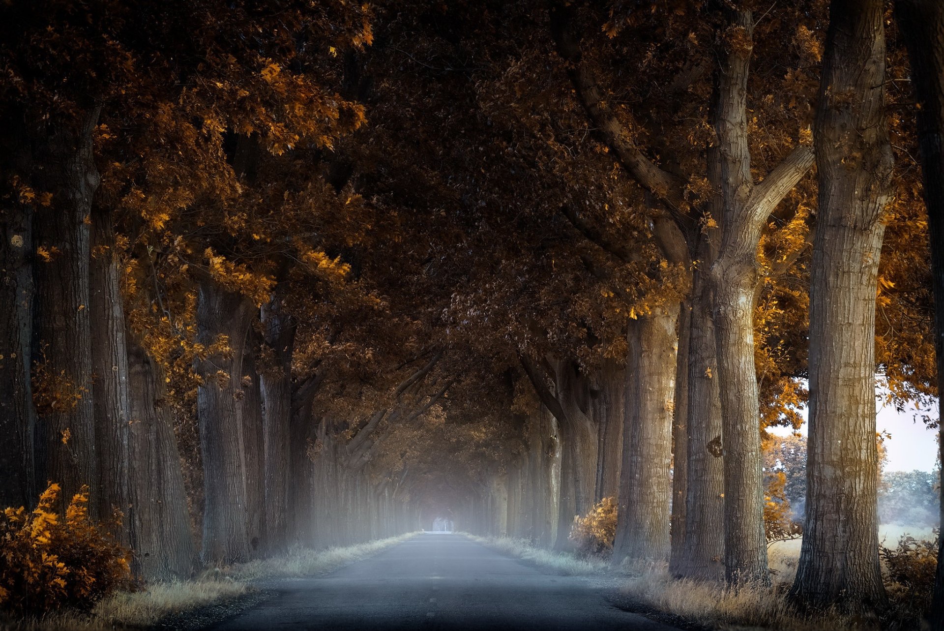 Download Fog Tree Man Made Road HD Wallpaper | 2048x1368 | Wallpaper Abyss