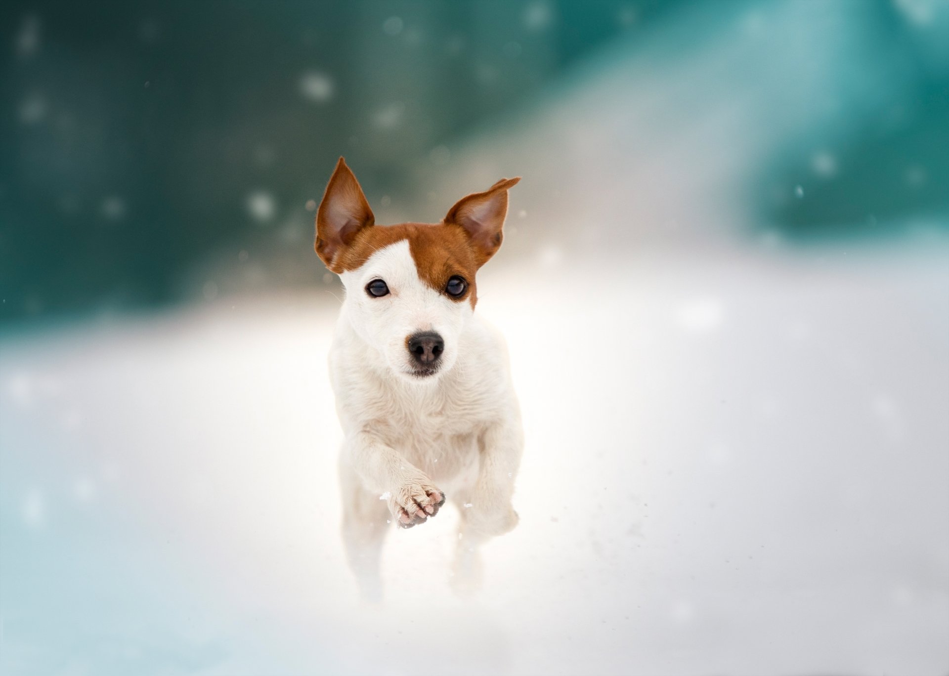 Download Puppy Baby Animal Dog Animal Jack Russell Terrier HD Wallpaper